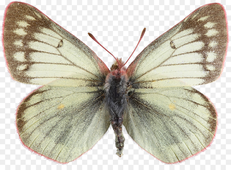 дымчатый желтый，Brushfooted бабочки PNG