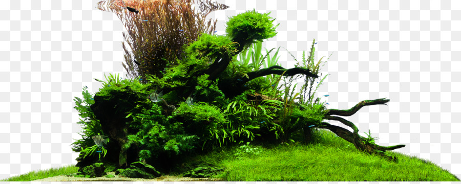 растительность，Grasses PNG