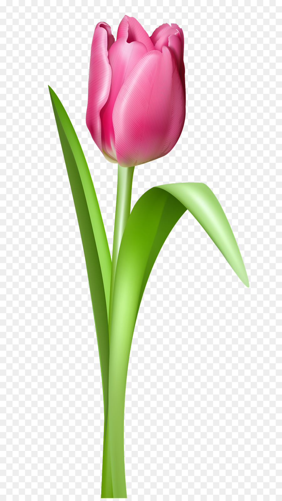 Мемориал индиры Ганди тюльпан сад，тюльпан PNG