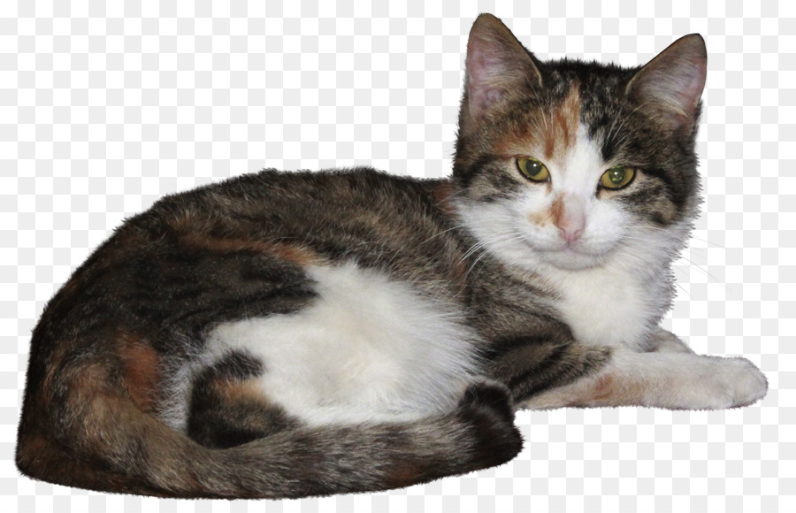американская жесткошерстная кошка，европейская короткошерстная PNG