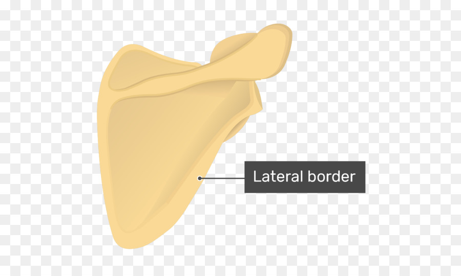 Лопатка кость. Scapula Fossa Subscapularis. Лопатка человека на прозрачном фоне. Лопатки человека детские. Фосса субскапулярис.