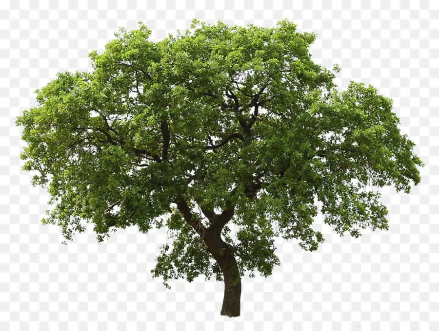 дерево，разрешение изображения PNG