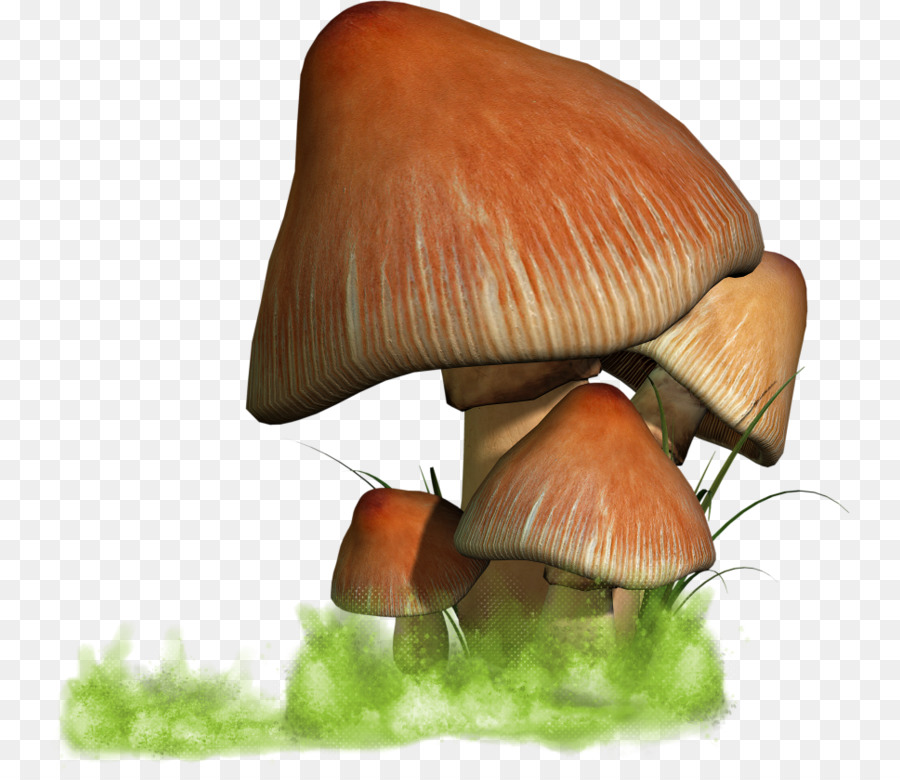 Oyster Mushroom，гриб PNG