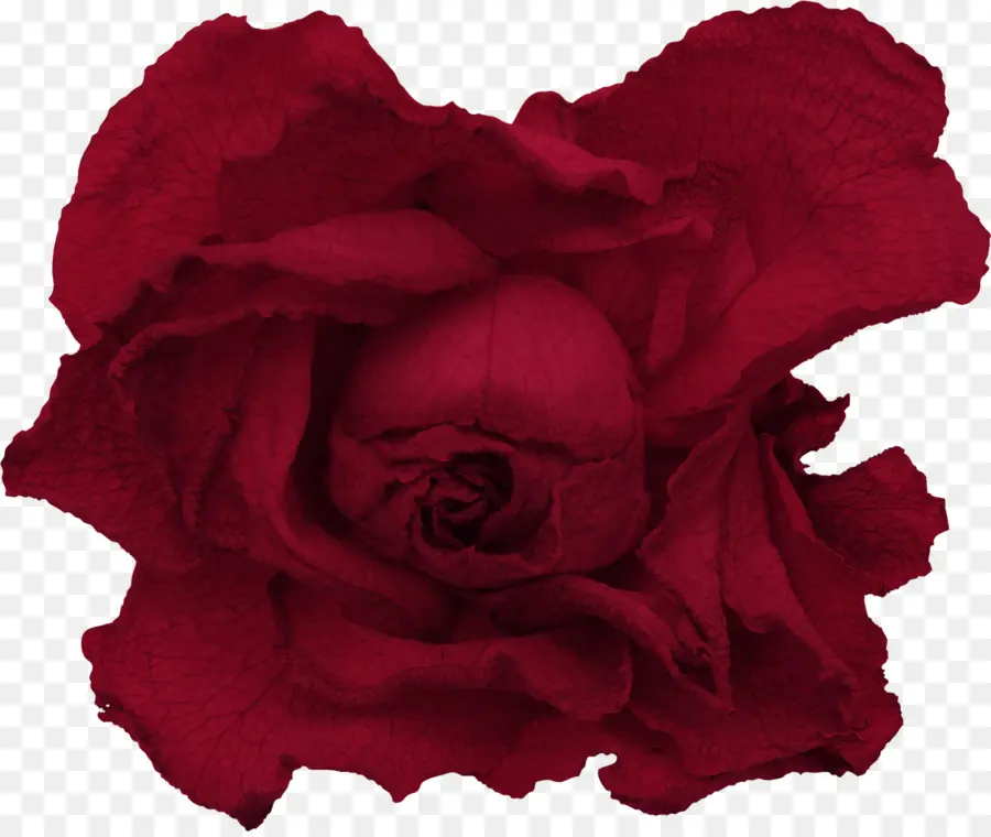 сад роз，красный PNG