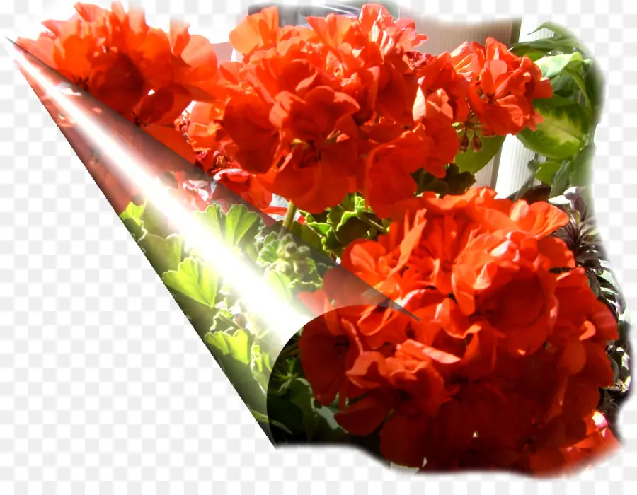 срезанные цветы，лепесток PNG