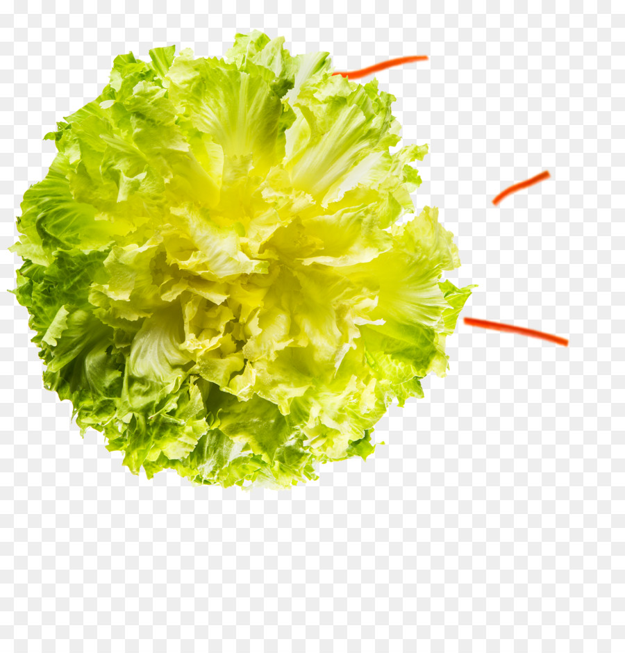 Lettuce，эндивий PNG