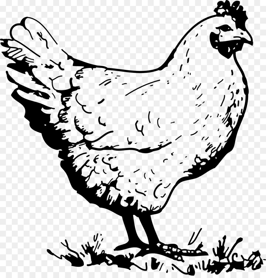 Курица，книжка раскраска PNG