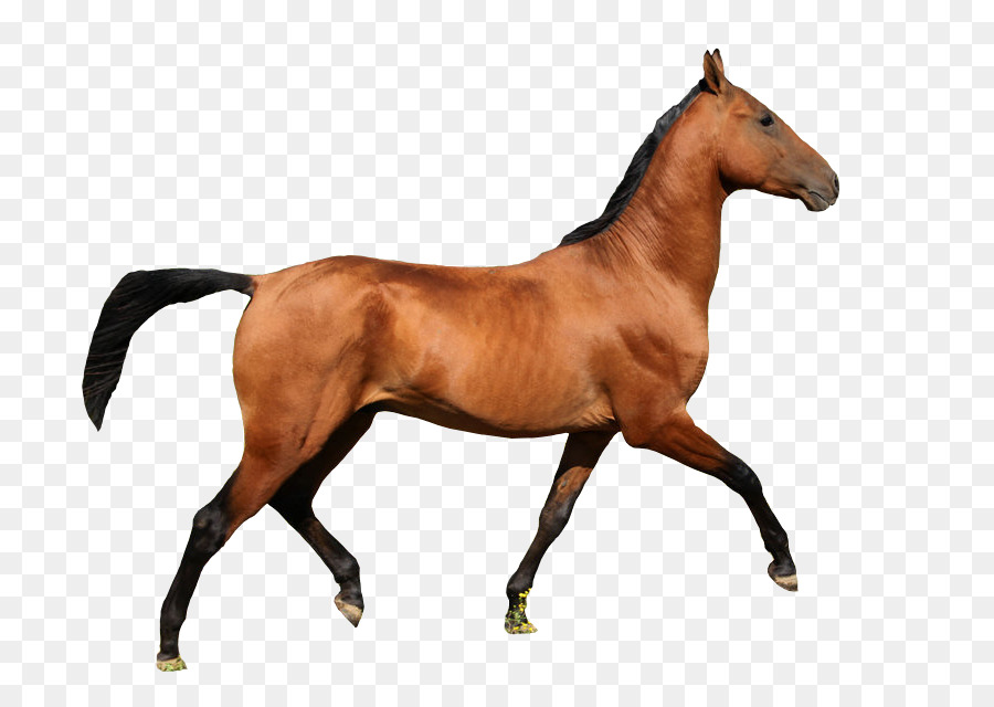 Мустанг，фризская лошадь PNG