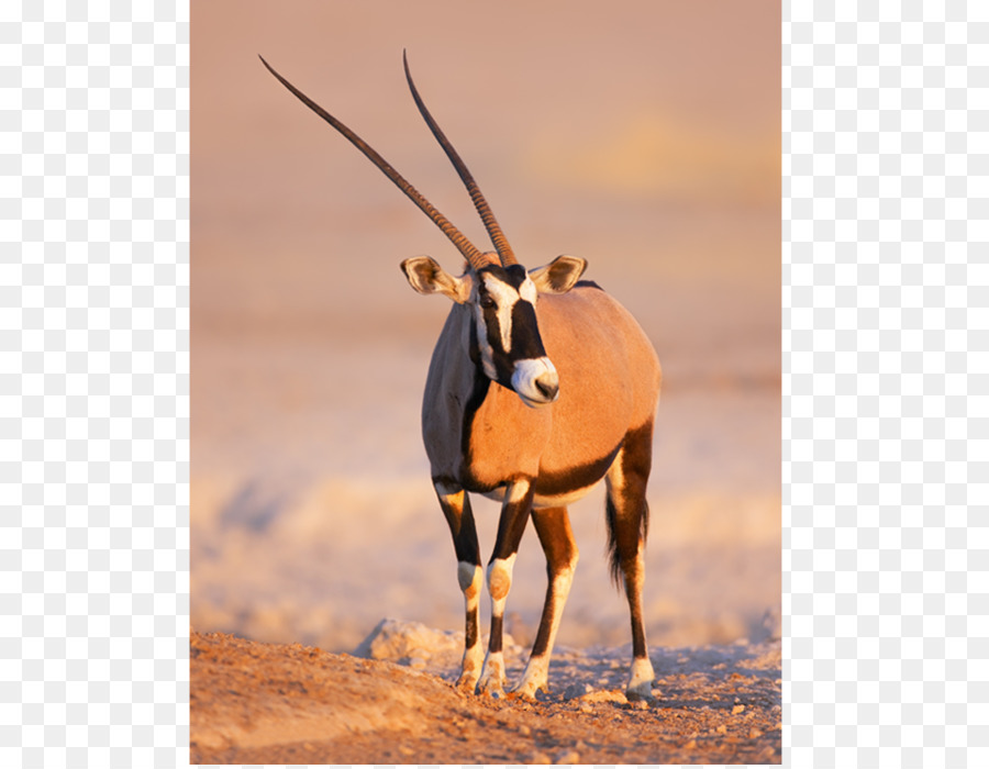 сернобык，Намибия PNG
