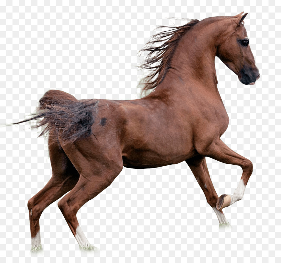 американская миниатюрная лошадь，грива PNG