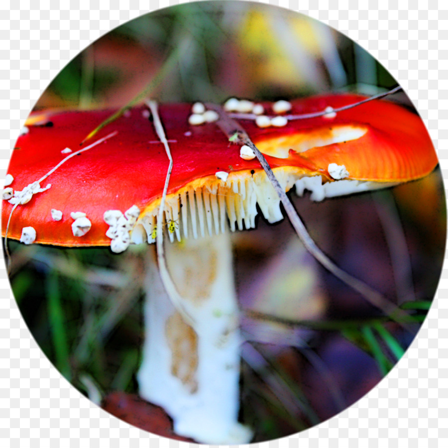 гриб，Agaric PNG