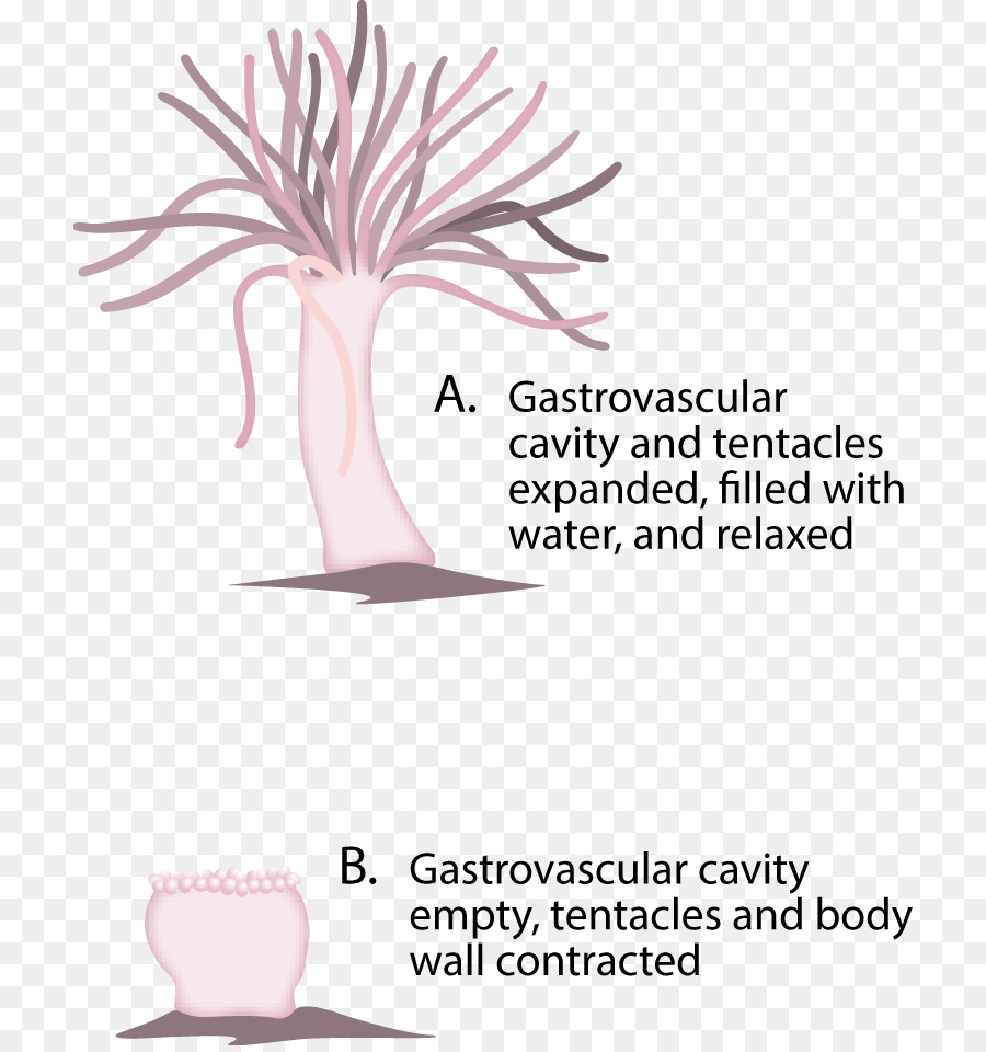 медуза，гидростатический скелет PNG