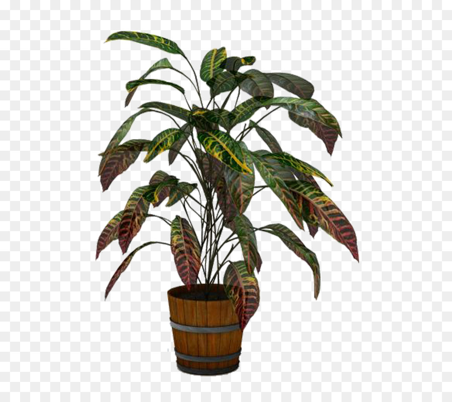 Arecaceae，горшок PNG