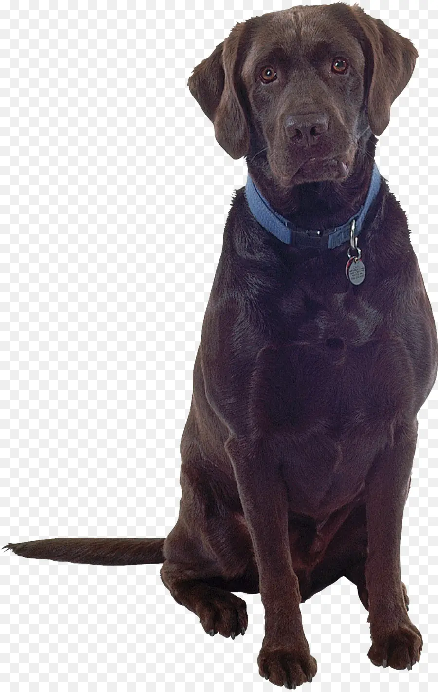 лабрадор ретривер，собака породы PNG