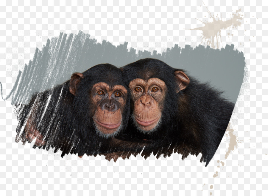 обыкновенные шимпанзе，мудрый человек PNG
