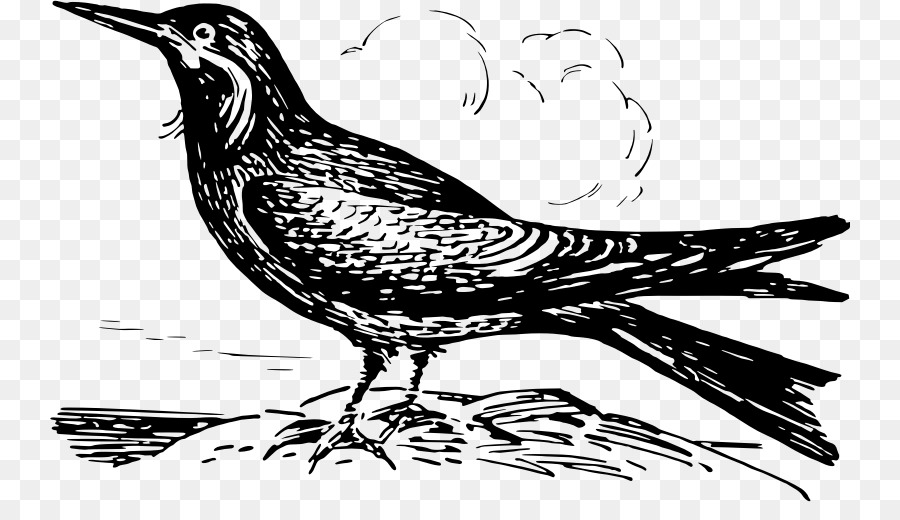 птица，клюв PNG