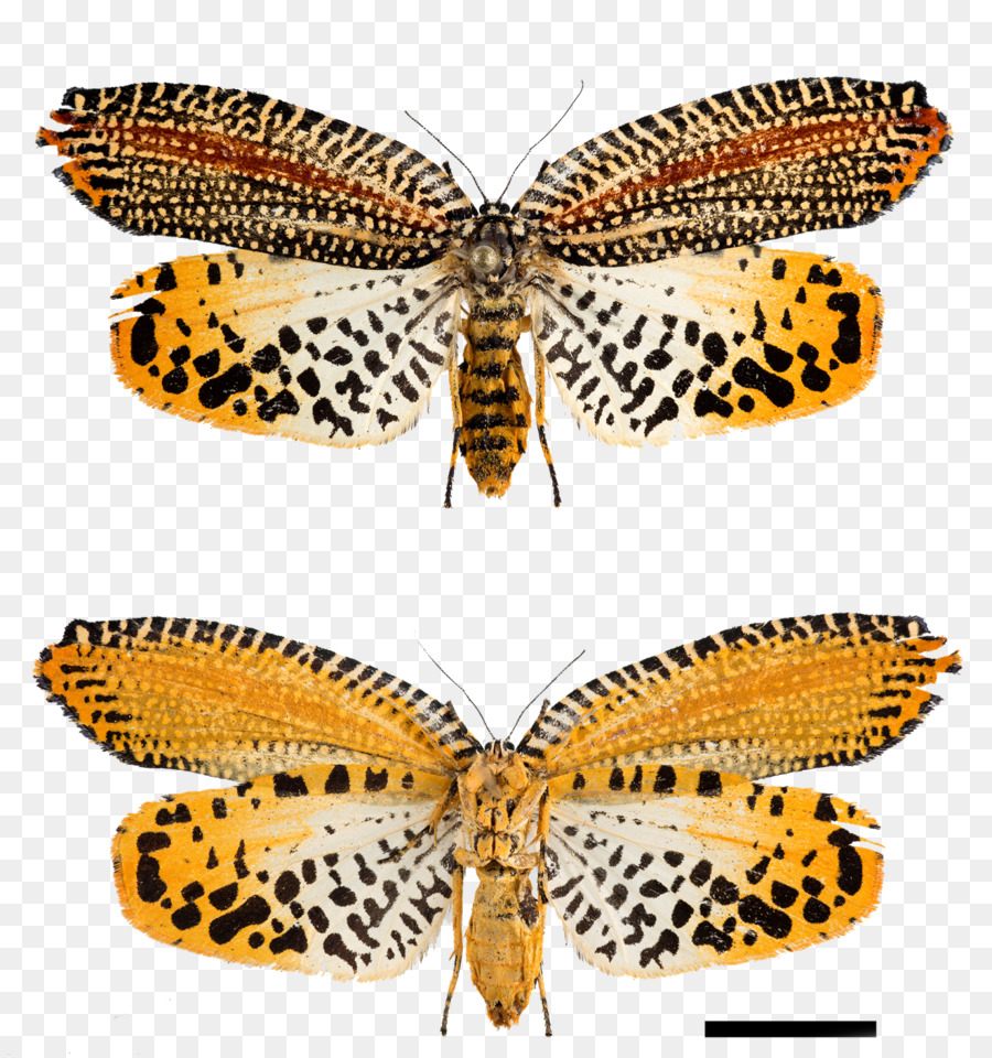 Brushfooted бабочки，мотылек PNG