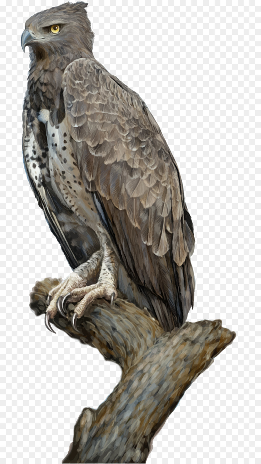 Орел，рисунок PNG