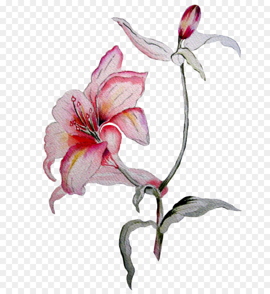 амариллис，цветок PNG