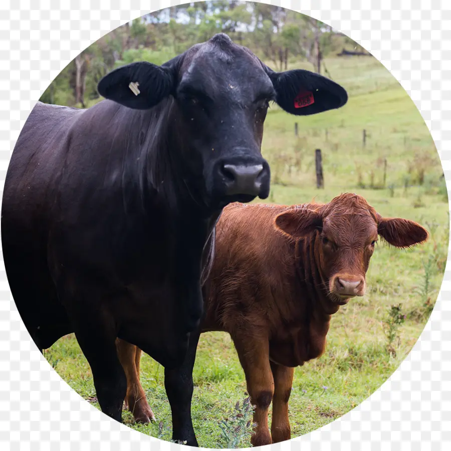 теленок，молочный скот PNG