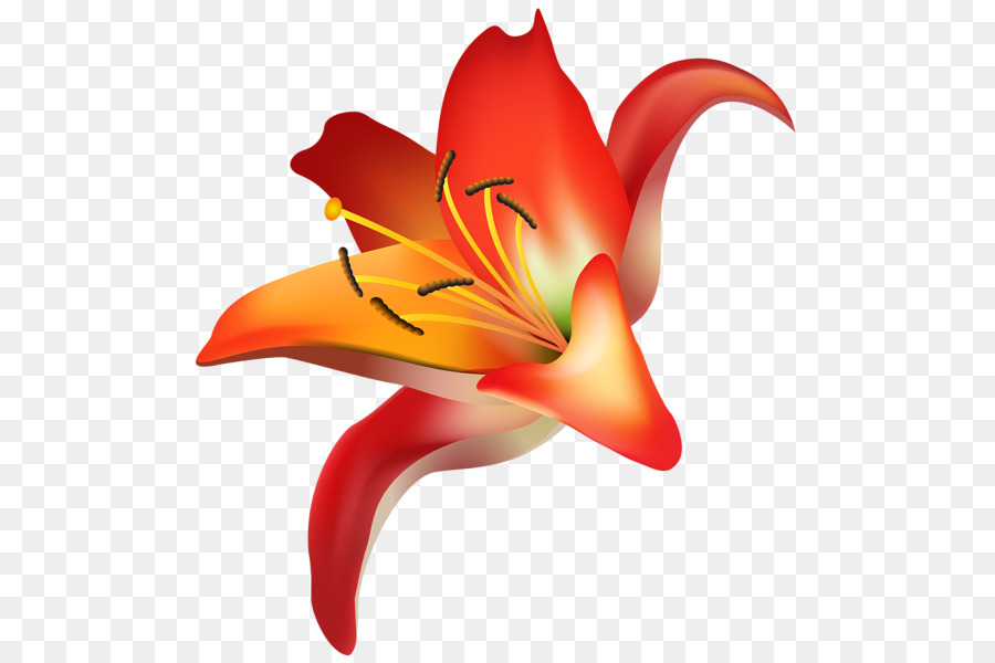 цветок，искусство PNG