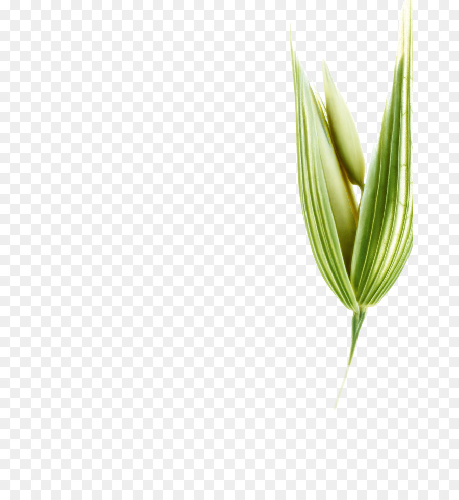 лист，Grasses PNG