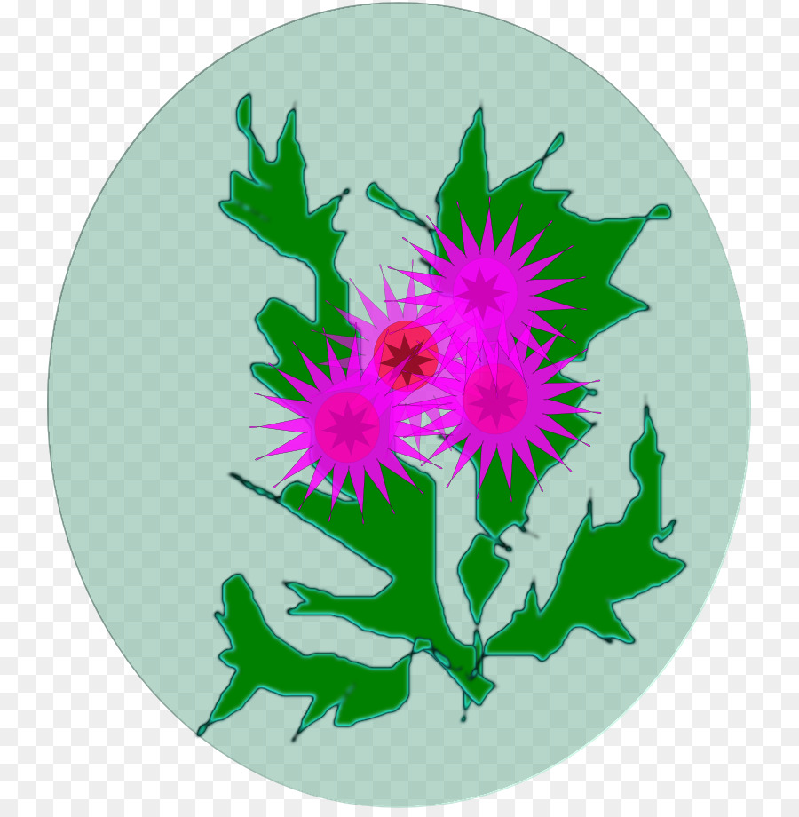 хризантема，цветок PNG