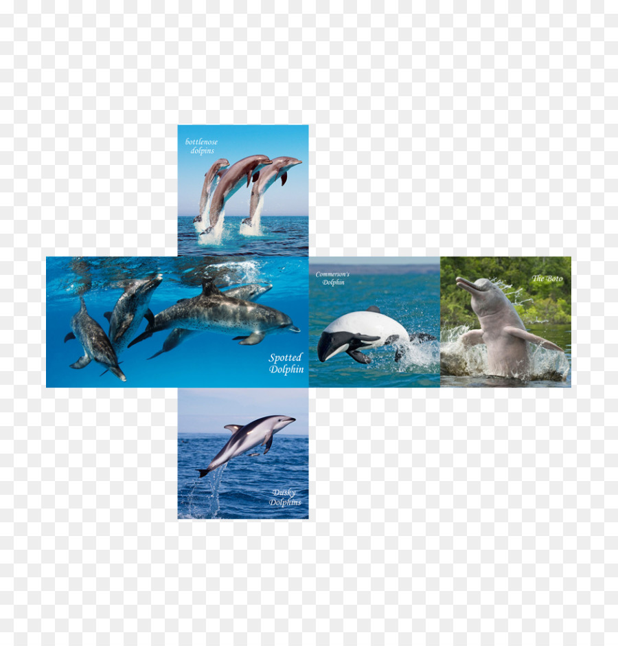 косаткодельфин，Дельфин PNG