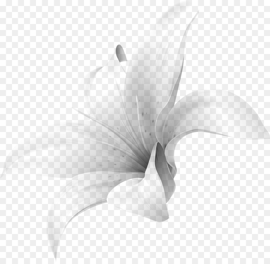 Лили м，цветок PNG