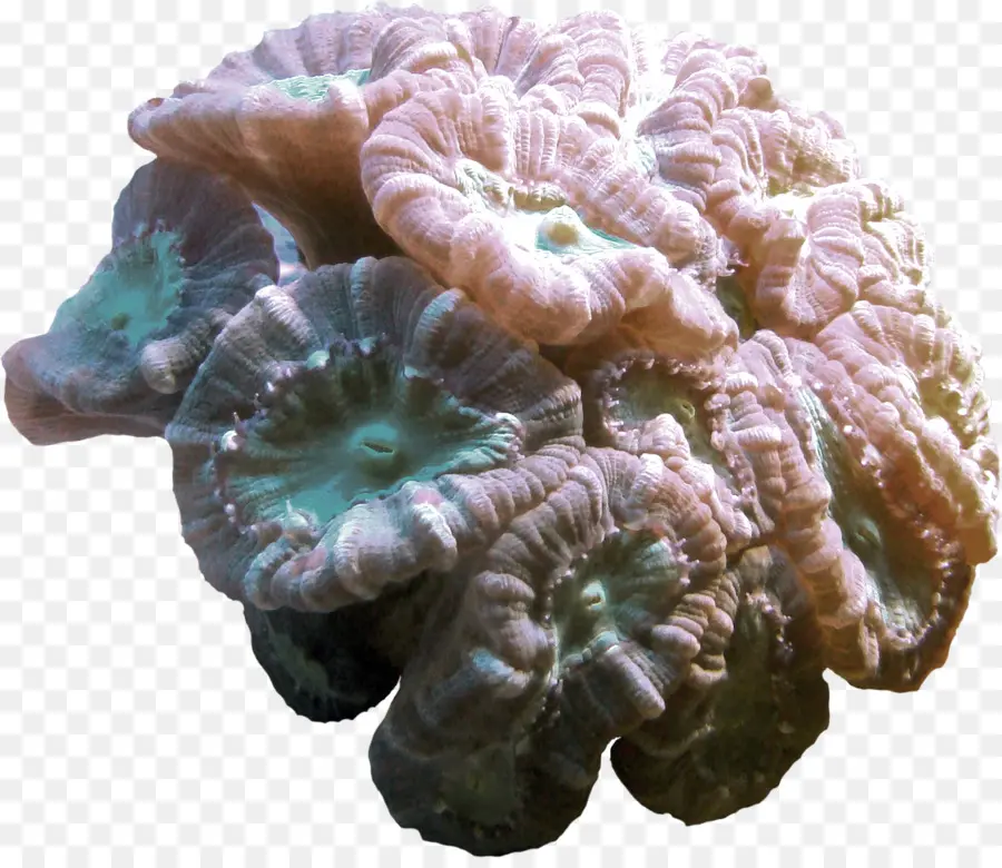 кораллов，коралловый PNG