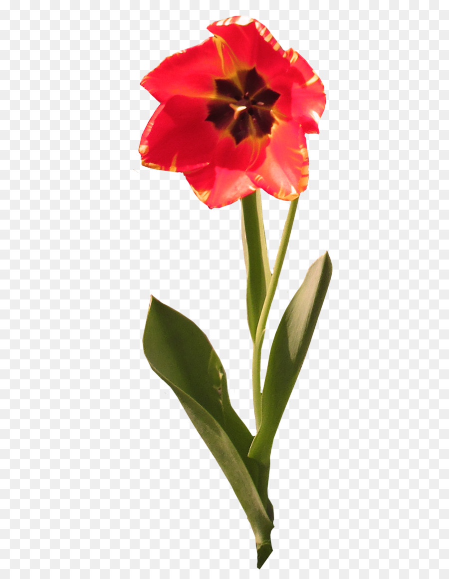 Джерси Лили，срезанные цветы PNG