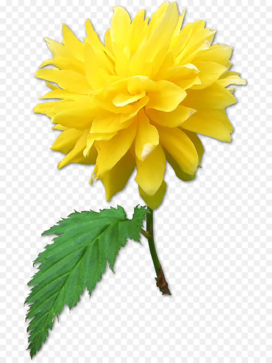 далия，цветок PNG