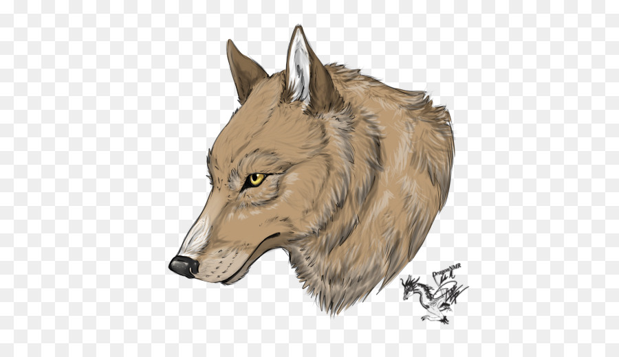 серый волк，Койот PNG