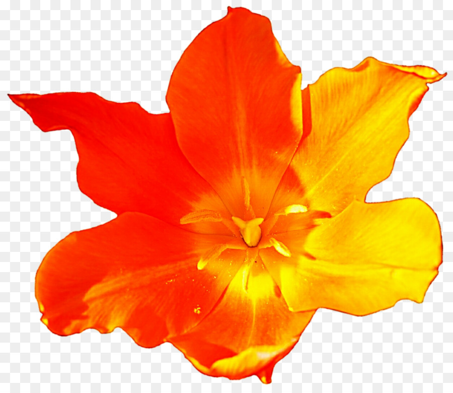 цветущее растение，лилейник PNG