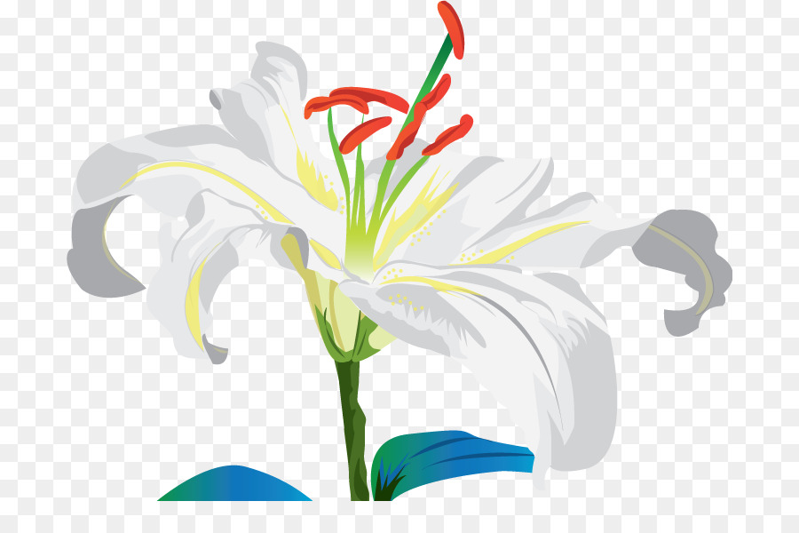 Джерси Лили，срезанные цветы PNG