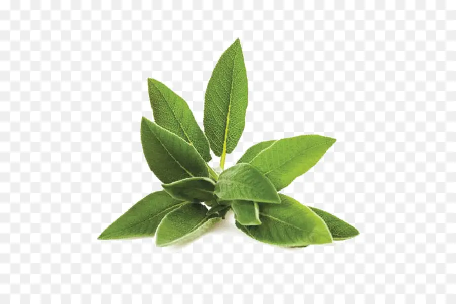 ароматическое растение，трава PNG