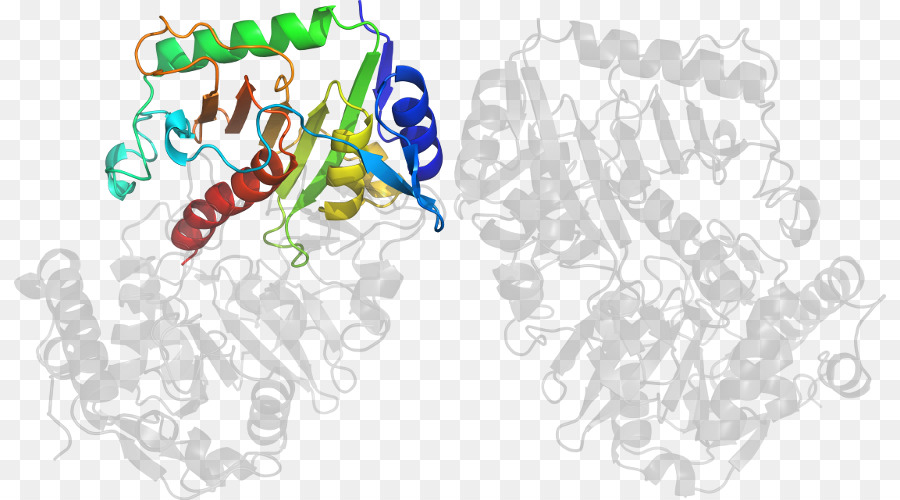 Структура белка，молекула PNG