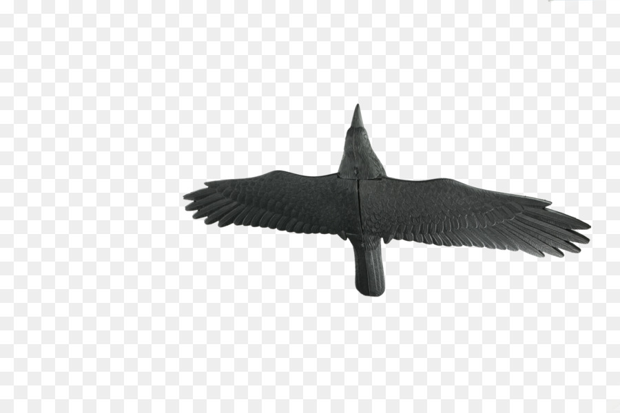 птица，крыло PNG