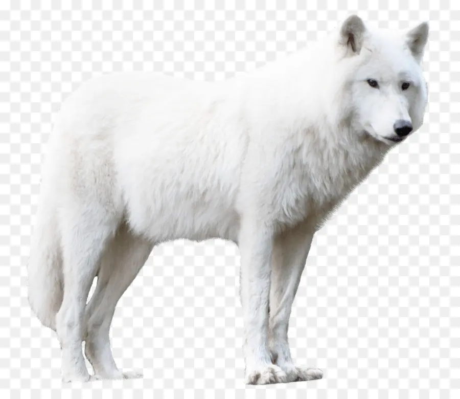 гренландская собака，аляскинский тундровый волк PNG
