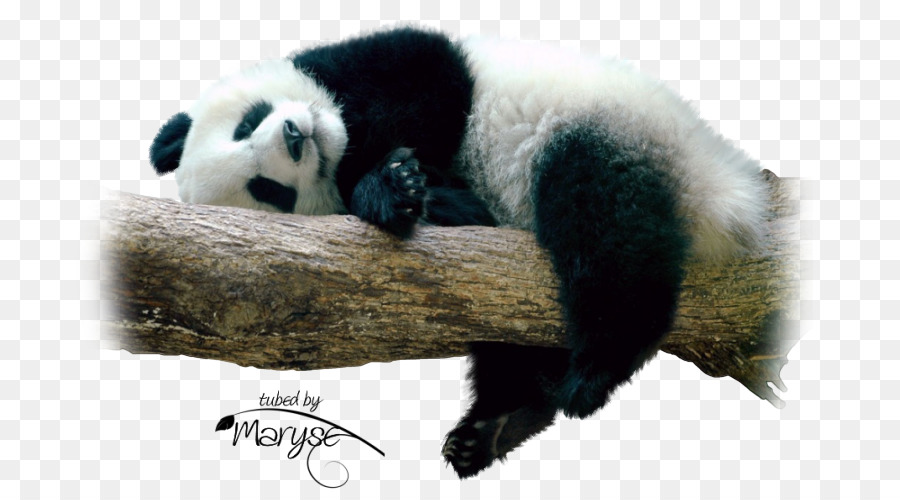 гигантская панда，научно исследовательской базы по разведению гигантских панд Чэнду PNG