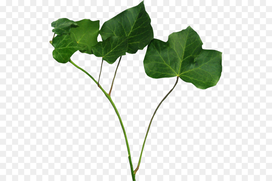 лист，травянистое растение PNG