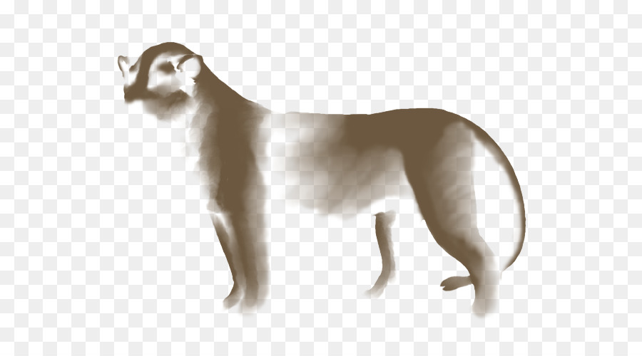 кошка，уиппет PNG