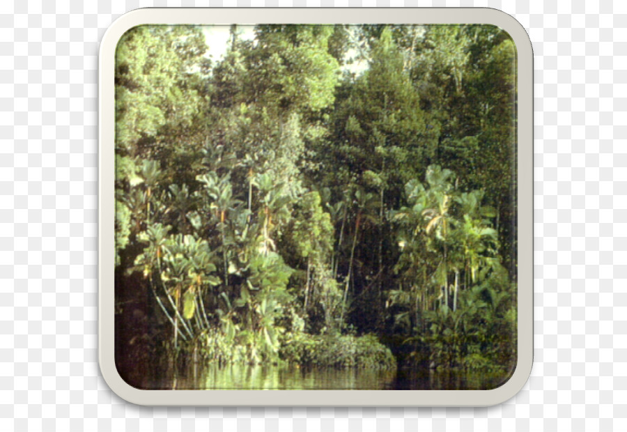 болотные леса，пресноводные болотные леса PNG
