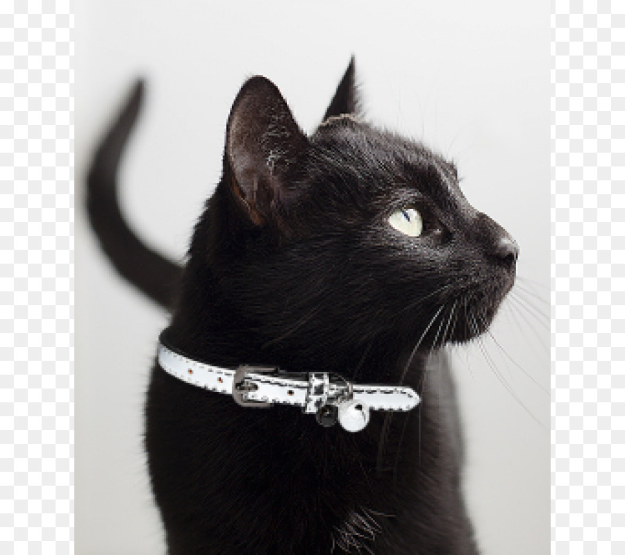 черный кот，бомбейская кошка PNG