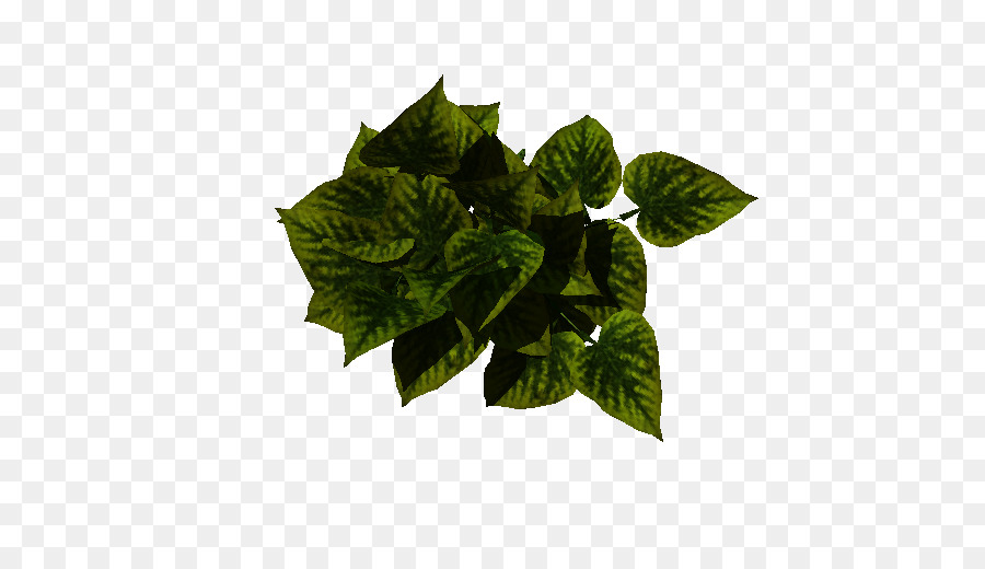 лист，травы PNG