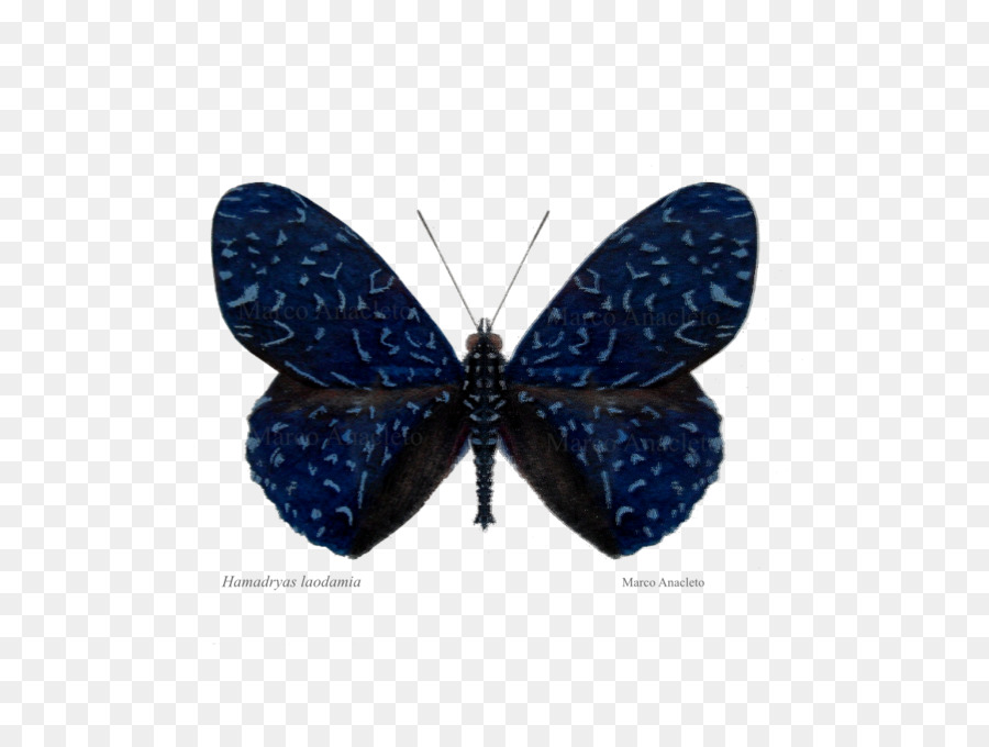 мотылек，бабочка PNG