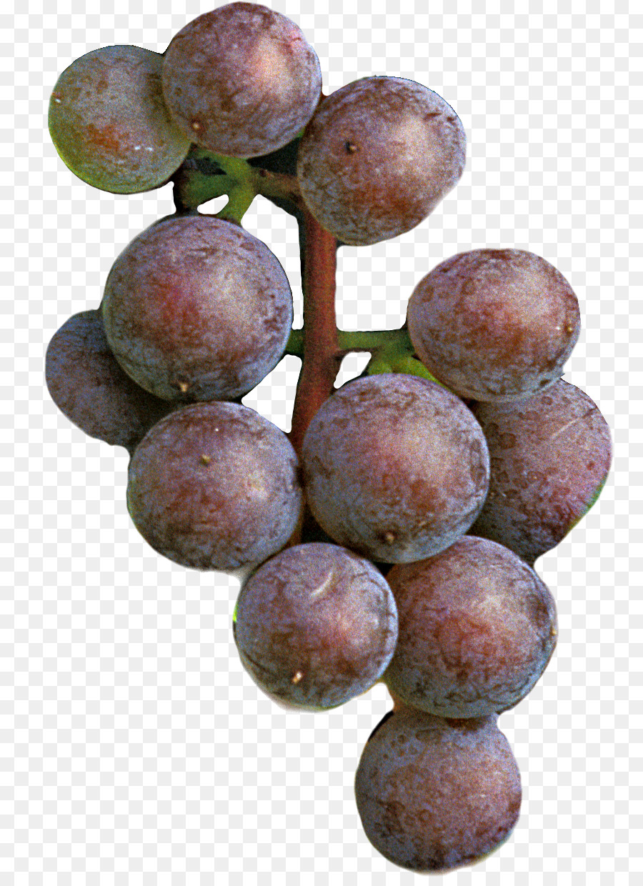 виноград，фронтенак PNG