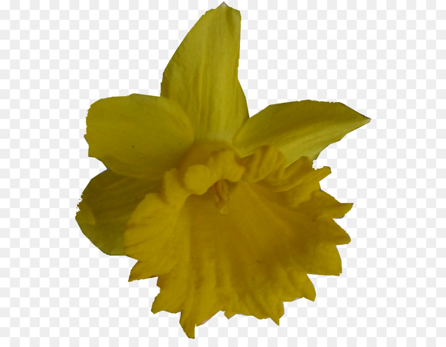 Narcissus，цветок PNG