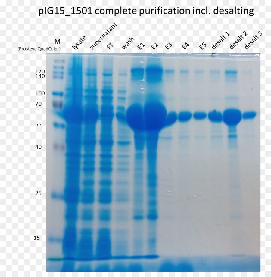 Polyacrylami в Gel Electrophoresis，хроматография PNG