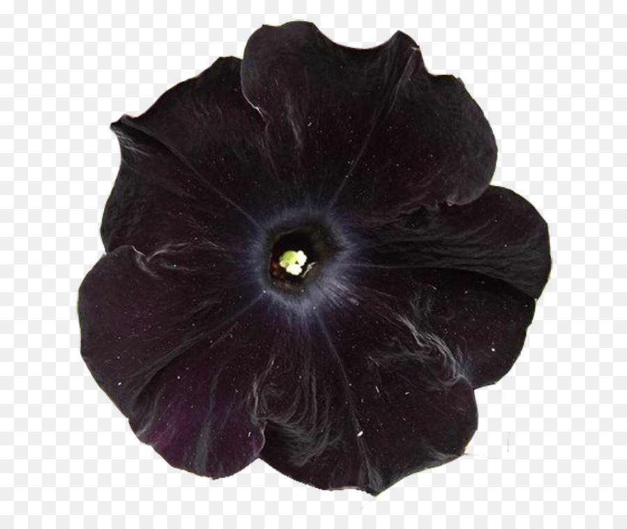 цветок，Флора изображений PNG